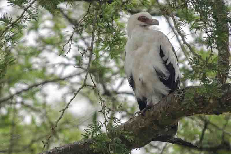 Águila - parque nacional Queen Elizabeth - Uganda 2.jpg